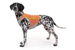 Gilet Rafraichissant Pour Chien Ruffwear Swamp Cooler 13 Gilet Rafraichissant Pour Chien Ruffwear Swamp Cooler -Hariet & Rosie 05451 swamp cooler zip salmon pink vilas small.143648425d5f