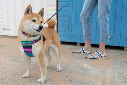 Harnais Pour Chien Inca Blue 2 Harnais Pour Chien Inca Blue – Image 2