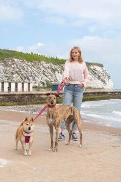 Laisse Shuka Red Tartan -Hariet & Rosie 190517 Hiro Wolf Dumpton Gap May 19 1304 1024x1024 ee0c429b 229a 41e6 a151 4243b4c4bc3f