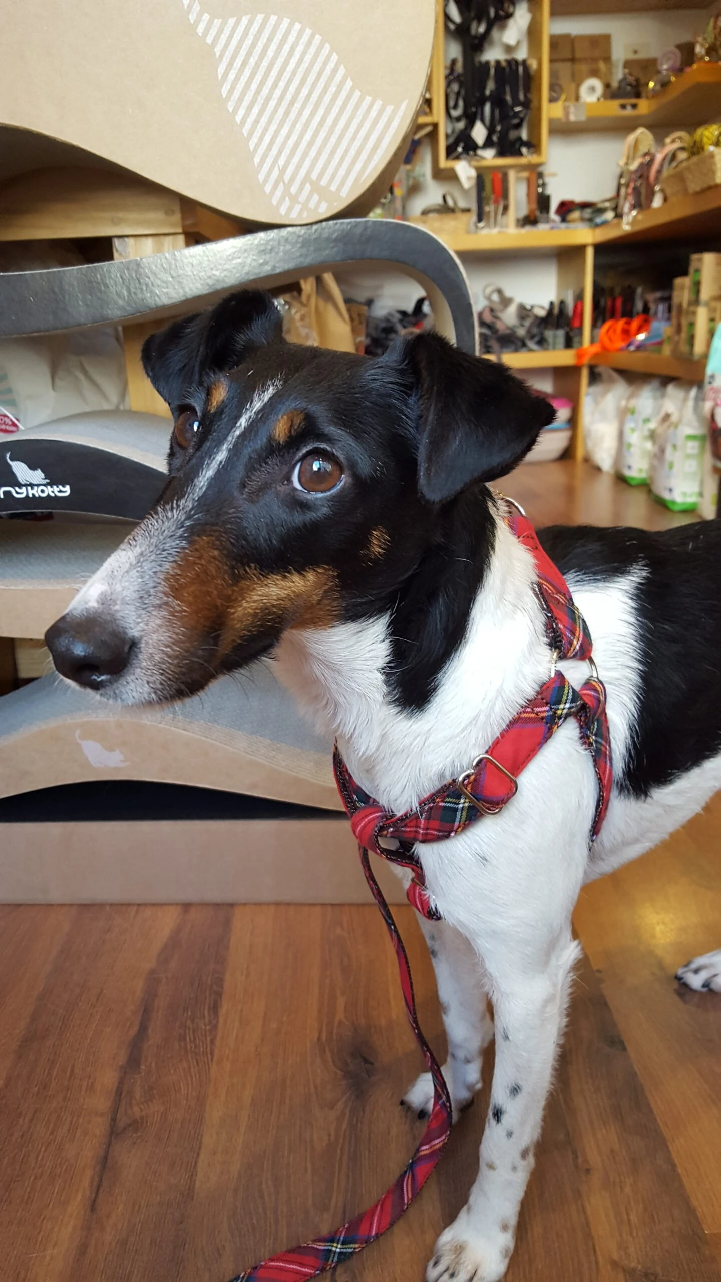 Harnais Parachute Pour Chien Motif écossais 2 Harnais Parachute Pour Chien Motif écossais – Image 2