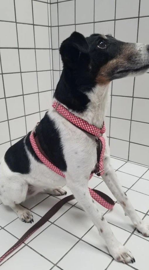 Harnais Pour Chien En H Vichy 2 Harnais Pour Chien En H Vichy – Image 2