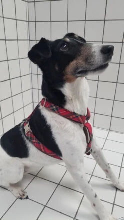 Hariet & Rosie -Hariet & Rosie 20230309 105050