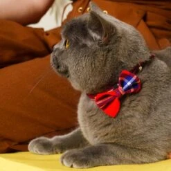 Noeud Papillon Pour Chat écossais 8 Noeud Papillon Pour Chat écossais -Hariet & Rosie 210414H WApril211397WEB 444x444 6b1a2026 dce0 46bf 9c5b 236bd8d8daf5