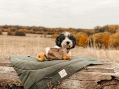 Bol De Voyage Pour Chien Pliable Melo Band & Roll 17 Bol De Voyage Pour Chien Pliable Melo Band & Roll -Hariet & Rosie 260361788 2999272576952097 6169627930454149669 n