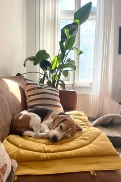 Matelas De Voyage Pour Chien Enroulable Compass Band & Roll -Hariet & Rosie 49cff49df540a944707e83bca4817ae0