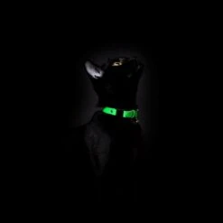 Collier Pour Chat Réfléchissant Lumino Lux -Hariet & Rosie BlackCats CheshireAndWain RachelOates 7 1800x1800 60d2b520 0740 464a b28b 79ab00a85ce0