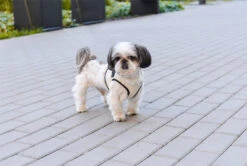Harnais Soho Avec Laisse -Hariet & Rosie BowlAndBone Republic harness for dog SOHO cream LS1S