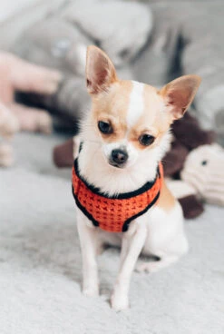 Harnais Soho Avec Laisse -Hariet & Rosie BowlAndBone Republic harness for dog SOHO orange LS1S