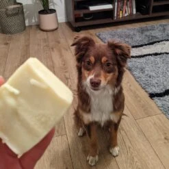 Shampoing Solide Pour Chien Bio 7 Shampoing Solide Pour Chien Bio -Hariet & Rosie CITRONX1AMBIANCE1 1024x1024 2x 0436bb43 5b09 47ab a915 b2c285461b38