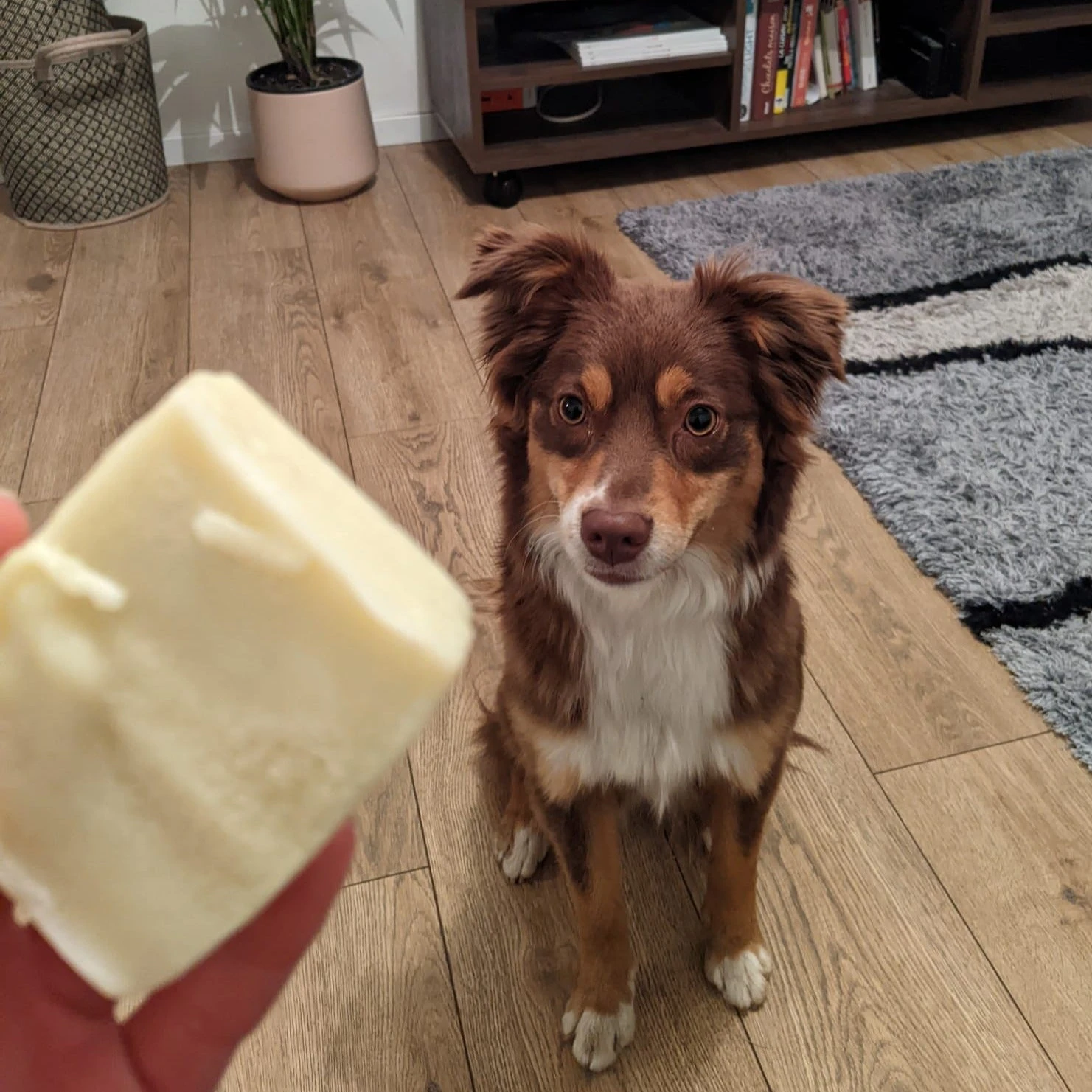 Shampoing Solide Pour Chien Bio 4 Shampoing Solide Pour Chien Bio – Image 4