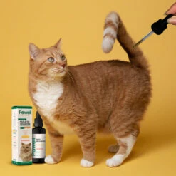 Huile De CBD Pour Chat 2,5% -Hariet & Rosie CT H3 500x 83dd80b6 de84 4c25 83f8 68cfa4582d14