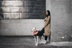 Manteau Pour Lévriers 15 Manteau Pour Lévriers -Hariet & Rosie ChaquetasBrott 64 800x533