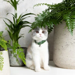 Hariet & Rosie -Hariet & Rosie Cheshire 26Wain Luxury Leather Cat Collar Green Fern RachelOates