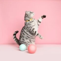 Collier Pour Chat Ice Cream (4 Couleurs) -Hariet & Rosie Cheshire 26Wain RachelOates 21