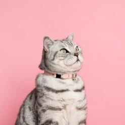 Collier Pour Chat Ice Cream (4 Couleurs) -Hariet & Rosie Cheshire and Wain Candyfloss Collar Rachel Oates