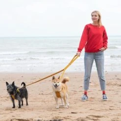 Laisse Fireworks -Hariet & Rosie HandsFree 621x621 b90ee5a6 a5aa 4cf6 b305 2006c1014ed0