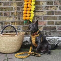 Harnais Pour Chien Fireworks -Hariet & Rosie IMG 0602 2048x 95643f5b d245 47da 8b45 3ad60ab97e58