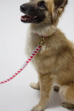 Collier Pour Chien Nice Grill Rouge 5 Collier Pour Chien Nice Grill Rouge -Hariet & Rosie IMG 5056 e7406350 b970 4a3a 9169 e5f23dfa8b8b