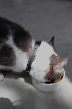 Collier En Cuir Pour Chat -Hariet & Rosie IMG 7834 640x 1f7a0388 0b90 48bf b2a4 394c94a8578b