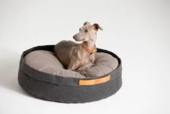 Coussin Pour Chat Et Chien Irvin (3 Couleurs) 23 Coussin Pour Chat Et Chien Irvin (3 Couleurs) -Hariet & Rosie MG 0840