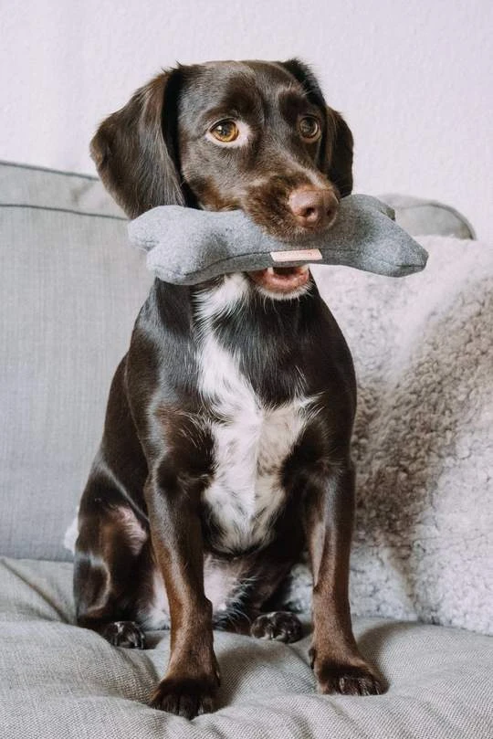 Jouet Pour Chien Os Qui Couine 2 Jouet Pour Chien Os Qui Couine – Image 2