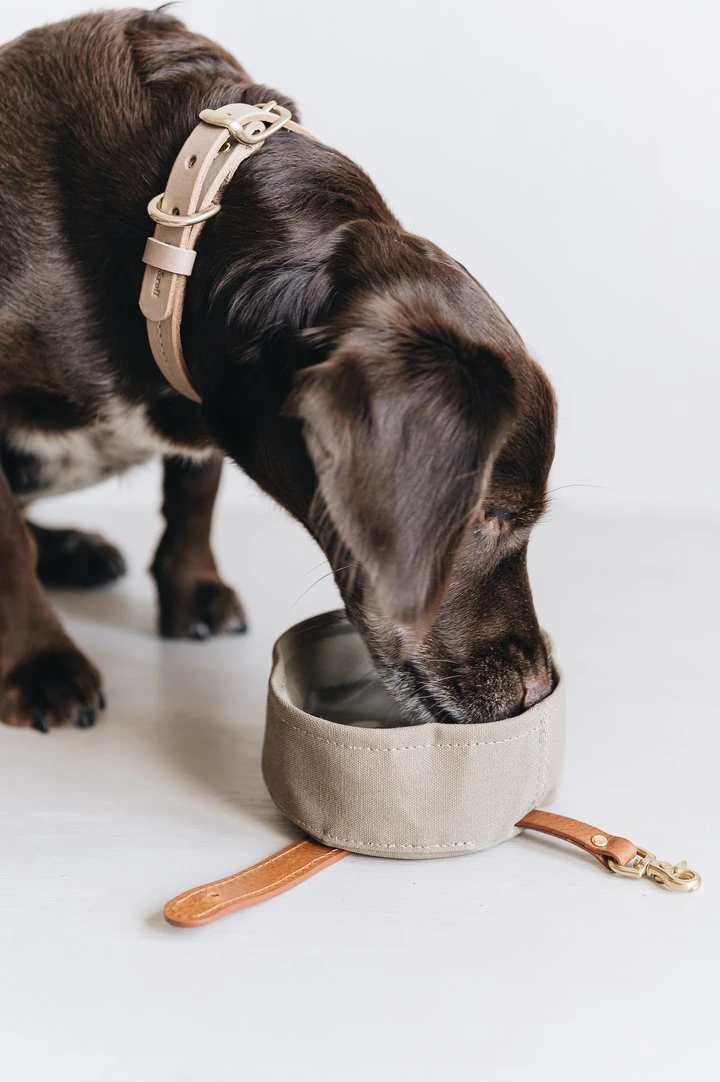 Bol De Voyage Pour Chien Pliable Melo Band & Roll 6 Bol De Voyage Pour Chien Pliable Melo Band & Roll – Image 6