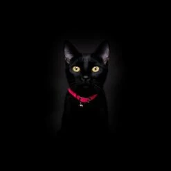 Collier Pour Chat Réfléchissant Lumino Lux -Hariet & Rosie NeonPinkReflectiveCatCollar Cheshire WainBlackCat 1800x1800 edd68a69 eedf 4197 ab98 79e707506f24