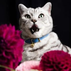 Collier Pour Chat En Cuir Royal Caviar 5 Collier Pour Chat En Cuir Royal Caviar -Hariet & Rosie RoyalCaviarCatCollar03 1800x1800 8f8a6c29 c635 4e90 be36 e08c7b68155a