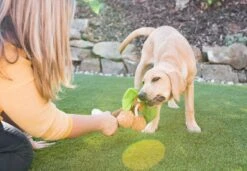 PLAY Peluche Pour Chien Palmier -Hariet & Rosie Westway Studio PLAY 111220 043 web