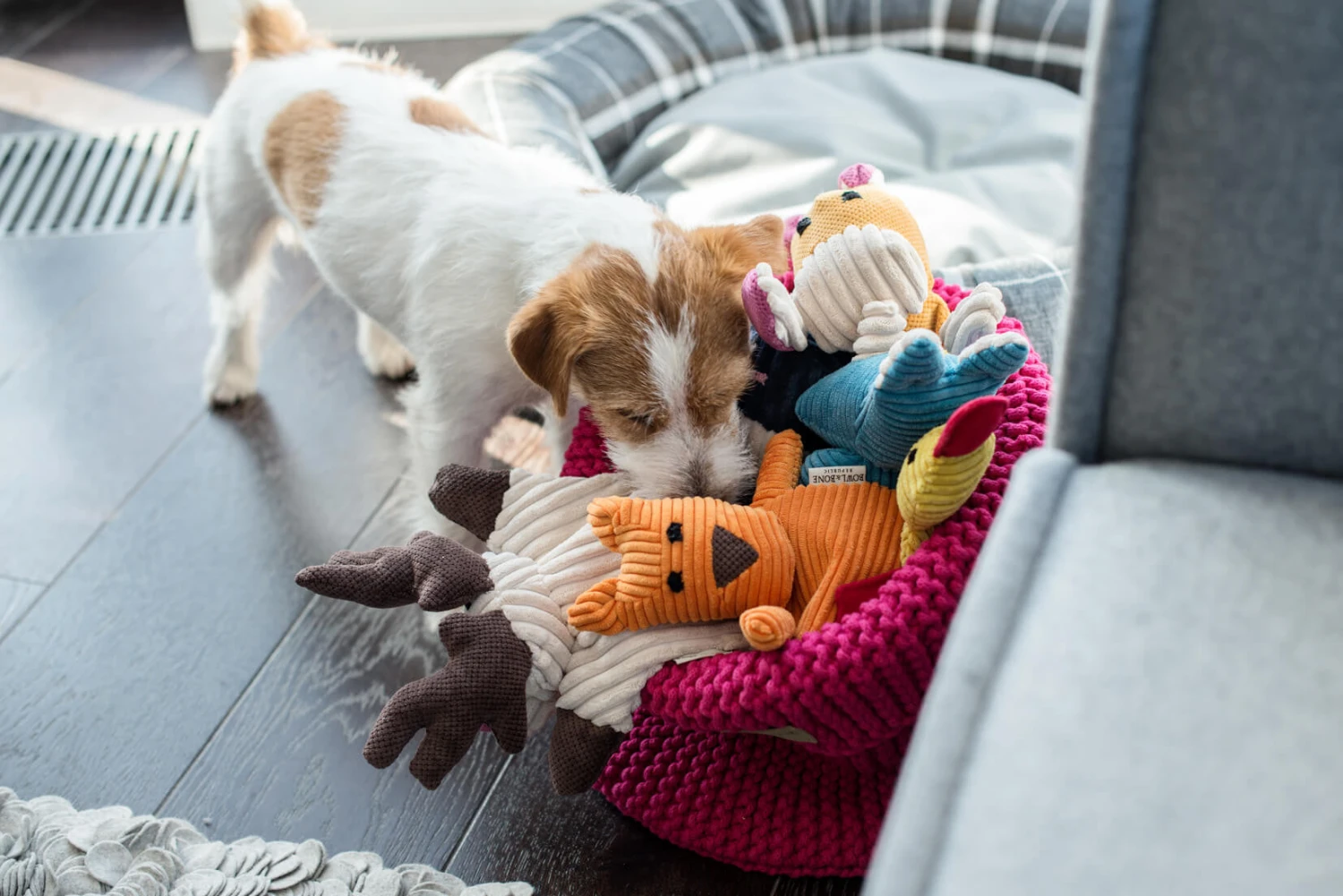 Jouet Pour Chien Stimulant Roy 2 Jouet Pour Chien Stimulant Roy – Image 2