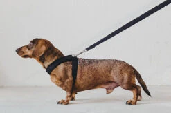 Laisse Destroyer - Basic -Hariet & Rosie bbe331 d431baa301d1439fad1bdf509d52d344 mv2 767899c4 b2ac 40b7 bc99 6abbc89d6c1b