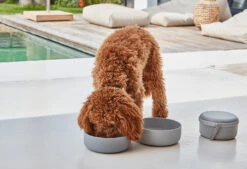 Bento De Voyage Pour Chien -Hariet & Rosie bento bildergalerie3