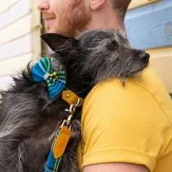 Noeud Papillon Pour Chien Shuka Blue 6 Noeud Papillon Pour Chien Shuka Blue -Hariet & Rosie bowtie 621x621 06539c95 8a13 4e9c b5b3 6f21f0c90d94