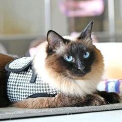 Harnais GARBO B Pour Chat -Hariet & Rosie caua hb9488 bk 2