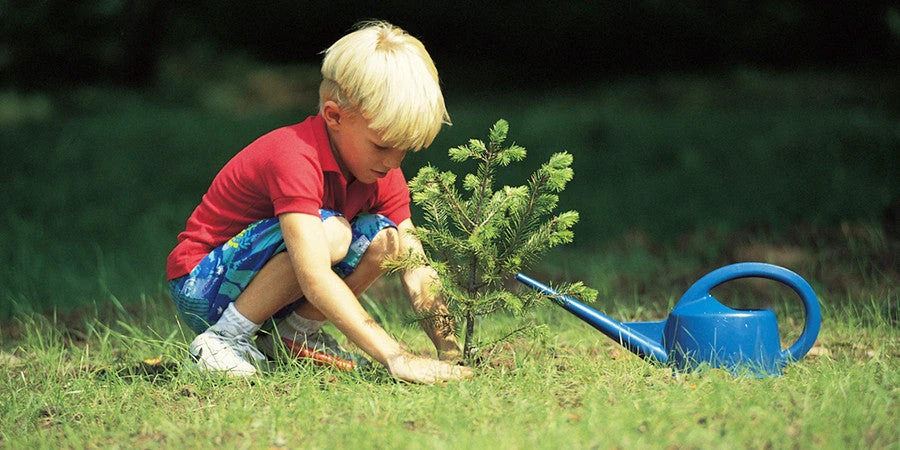 Nidoo, L'arbre Après La Vie 5 Nidoo, L'arbre Après La Vie – Image 5