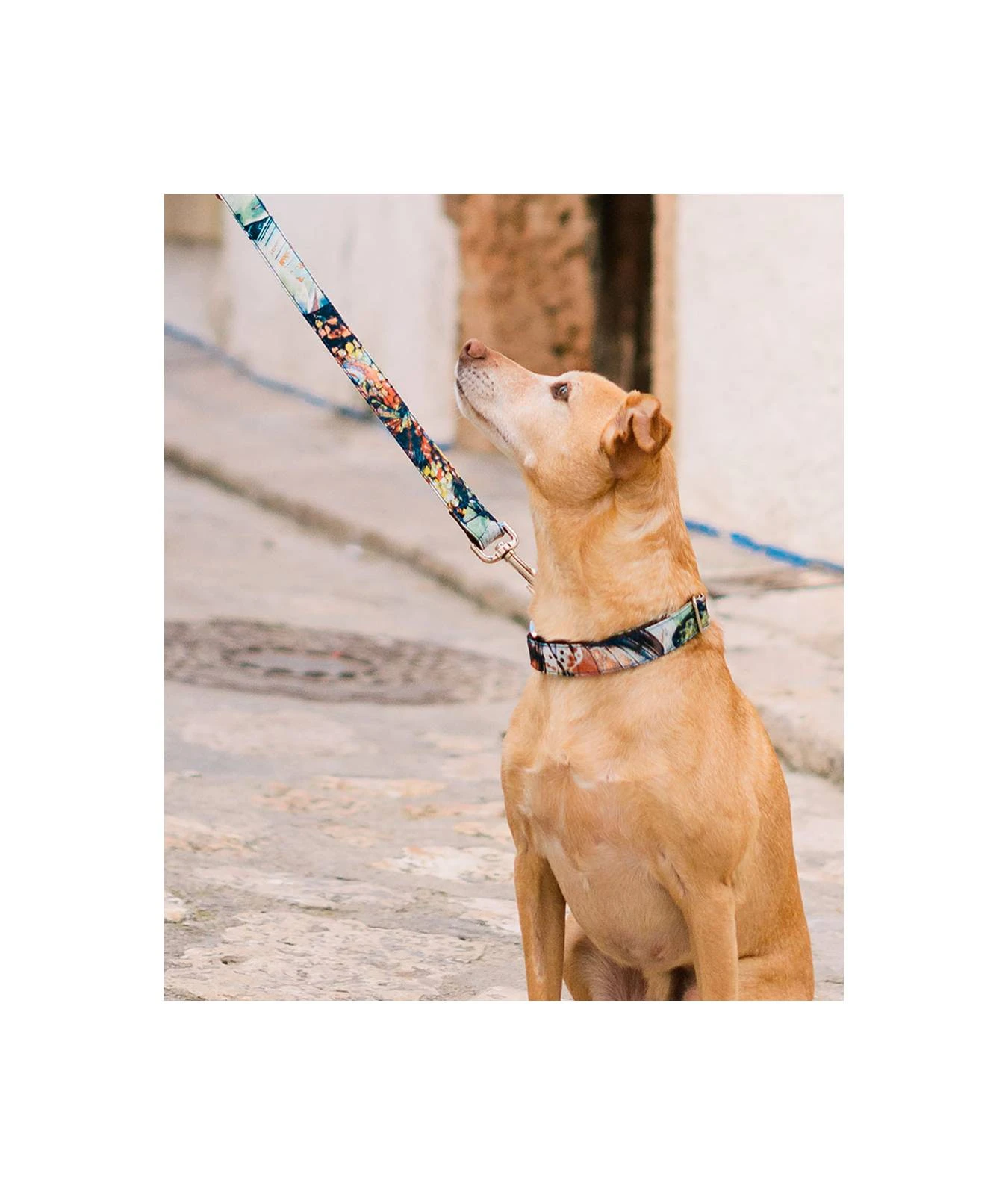 Laisse Pour Chien à Fleur Ebre 2 Laisse Pour Chien à Fleur Ebre – Image 2