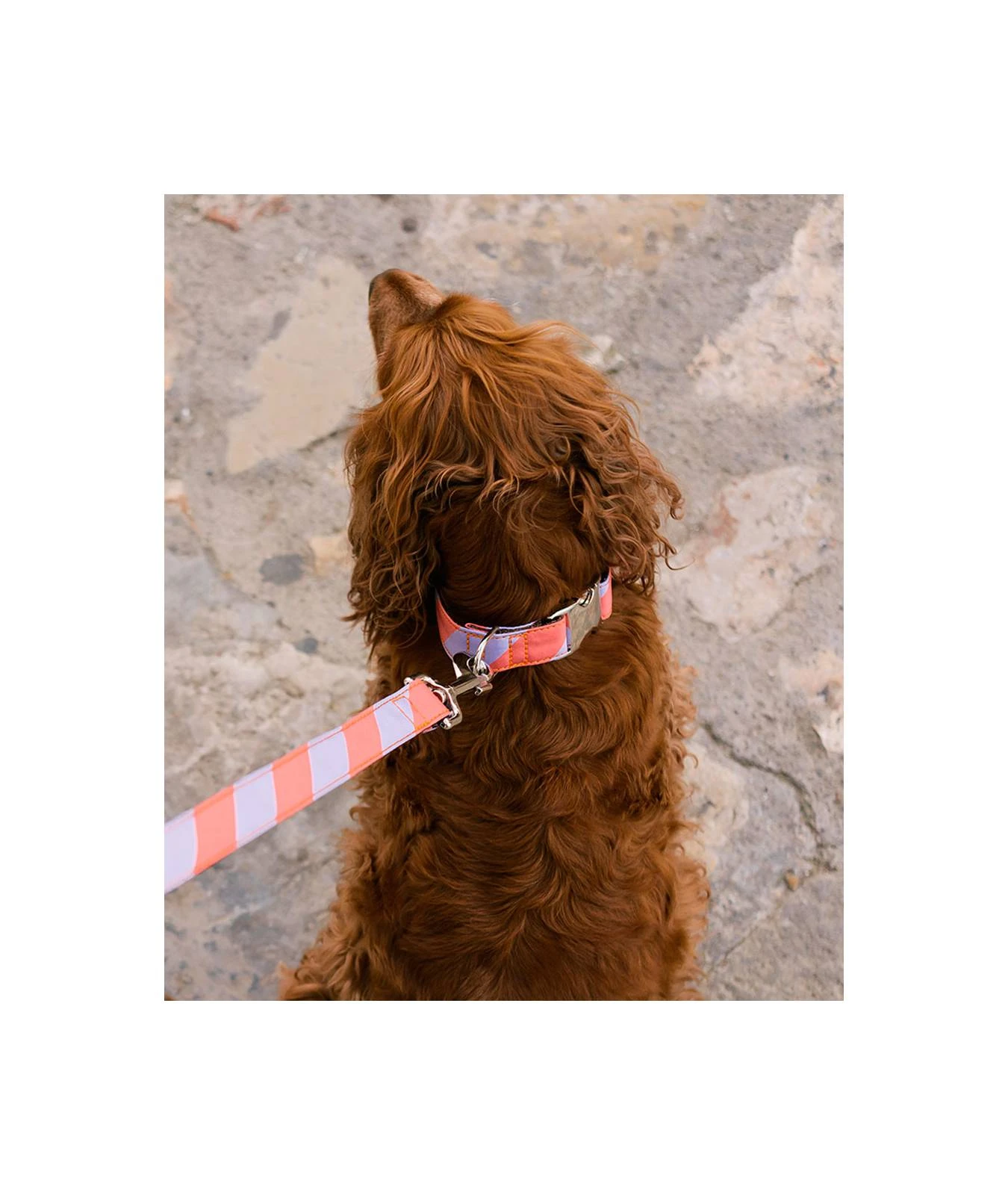 Collier Pour Chien Sagaro Classique Et Martingale 3 Collier Pour Chien Sagaro Classique Et Martingale – Image 3