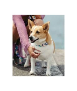 Laisse Pour Chien Montroig -Hariet & Rosie collar perro estampado textura montroig 2a984176 63ca 46a5 80a6 f66d5c9279fd