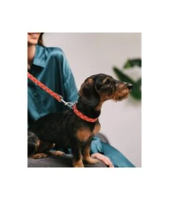 Laisse Pour Chien Mirallès 5 Laisse Pour Chien Mirallès -Hariet & Rosie collar perro estampado textura riells d38423a7 cfb6 4237 ab9d cf7f54217a06