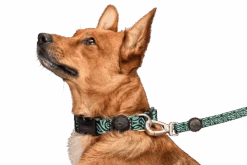 Collier Pour Chien Rage Labyrinth -Hariet & Rosie collare rage labyrinth header top transparent d