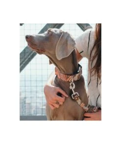 Collier Pour Chien Barcelona -Hariet & Rosie dog collar barcelona 1