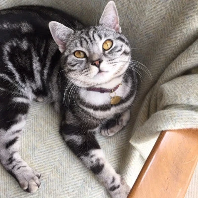 Collier Pour Chat En Cuir Bernie 3 Collier Pour Chat En Cuir Bernie – Image 3