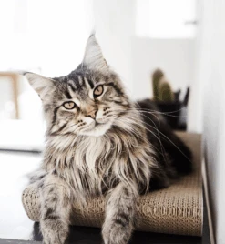 Griffoir En Carton Pour Chat Design TOBI -Hariet & Rosie eng pl Scratcher TOBI black 25 8