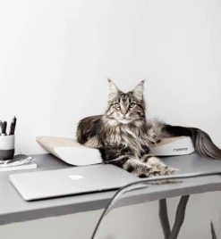 Griffoir En Carton Pour Chat Design TOBI -Hariet & Rosie eng pl Scratcher TOBI white 19 6