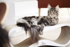 Griffoir Pour Chat Design LUI My Kotty -Hariet & Rosie fuji oti 17