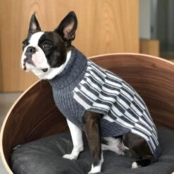 Pull Pour Chien Giulia 5 Pull Pour Chien Giulia -Hariet & Rosie giulia grey life 1024x f7070200 1947 4996 b7bd dbb8e7167074