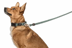 Laisse Rage Labyrinth -Hariet & Rosie guinzaglio rage labyrinth header top transparent c