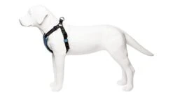Harnais De Running Pour Chien -Hariet & Rosie harness blue side 720x 9da45229 7956 4aa2 89a2 60a5bc1771c9