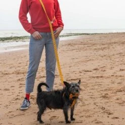 Laisse Fireworks -Hariet & Rosie hf 621x621 b3fa2ed0 34d8 4674 8285 f5d2bcd21360