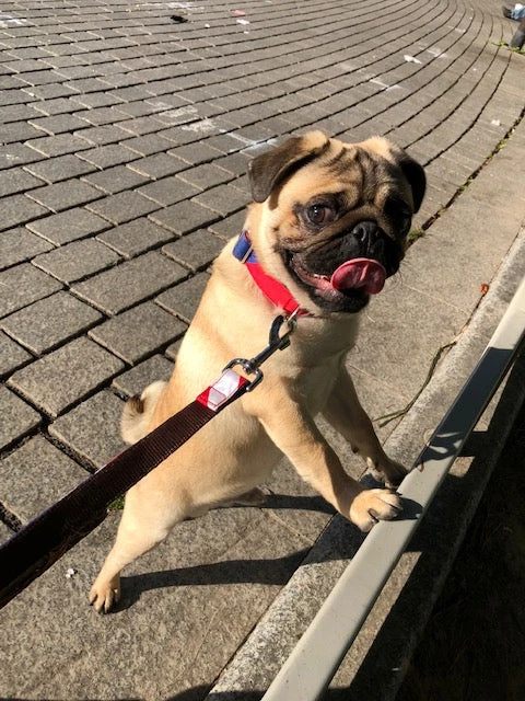 Collier Pour Chien Beleser Classique Et Martingale 3 Collier Pour Chien Beleser Classique Et Martingale – Image 3